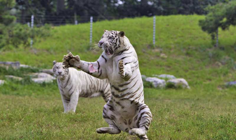 1539415237607952.jpg djRbBZ.jpg